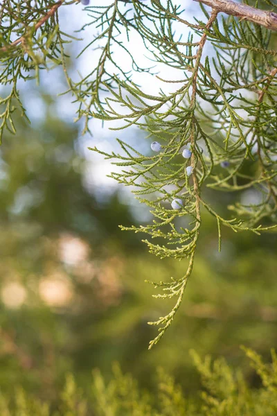 Zielone gałęzie drzewa Thuja bliska szczegóły jako tło — Zdjęcie stockowe