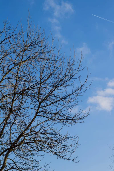 抽象的な枯れ木と青い空 — ストック写真