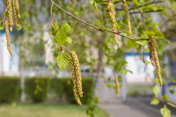 春の尾状花序背景と白樺の小枝 — ストック写真