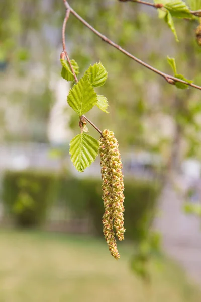 Bétula com fundo de guardanapos na primavera — Fotografia de Stock