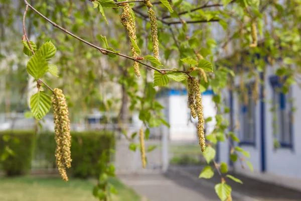 春の尾状花序背景と白樺の小枝 — ストック写真