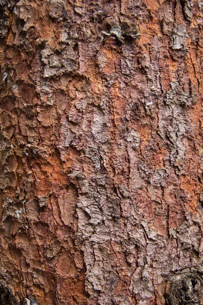 Structuur van de schors van de rode pijnboom boom — Stockfoto