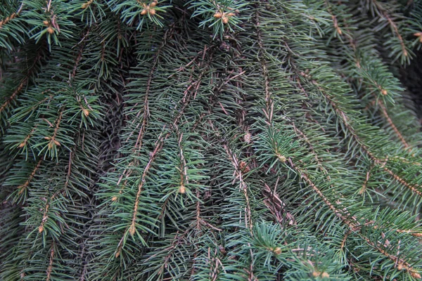 Branches of fir trees growing in forest.