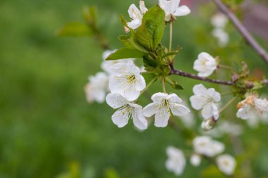 Kiraz, beyaz çiçek çiçekli bahar