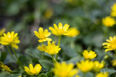 ormanda ilkbaharda çiçek açan buttercup sarı çiçek