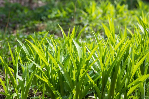 Prado selvagem verde grama fundo — Fotografia de Stock