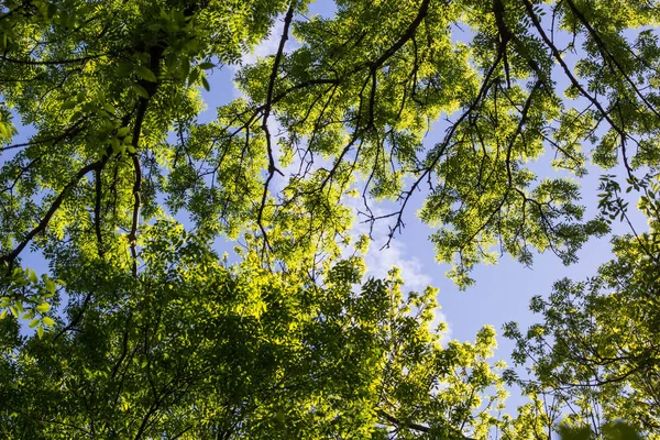 Aşağıda görülen yeşil ağaçlar