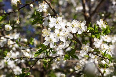 Kiraz, beyaz çiçek çiçekli bahar