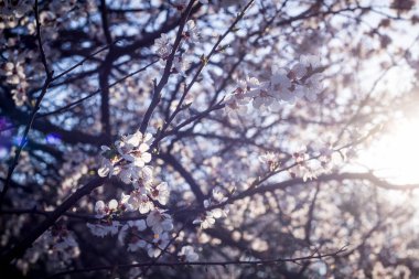 Kiraz, beyaz çiçek çiçekli bahar