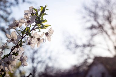 Kiraz, beyaz çiçek çiçekli bahar