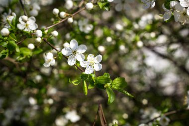 Kiraz, beyaz çiçek çiçekli bahar