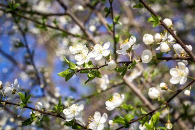 Kiraz, beyaz çiçek çiçekli bahar
