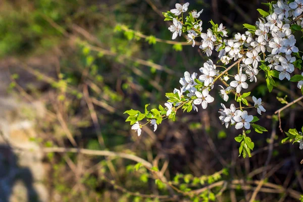 Весенние цветущие вишни, белые цветы — стоковое фото