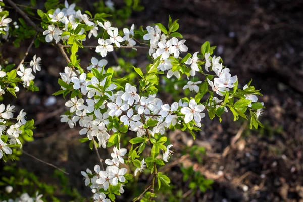 Άνοιξη, ανθοφορία κερασιά, λευκά άνθη — Φωτογραφία Αρχείου