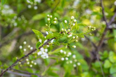 Yeni gelişen ağaç beyaz çiçekli