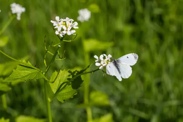 Білий метелик на маленька Біла квітка — стокове фото