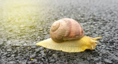the snail on the asphalt clipart