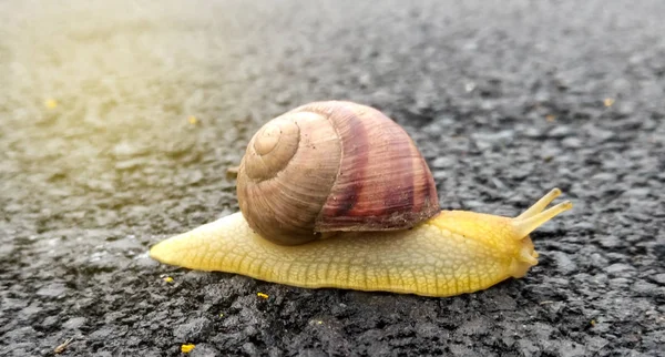 De slak op het asfalt — Stockfoto