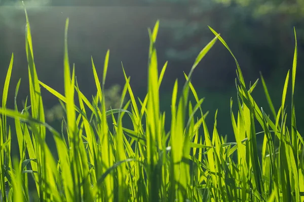 Wilde Wiese grünes Gras Hintergrund — Stockfoto