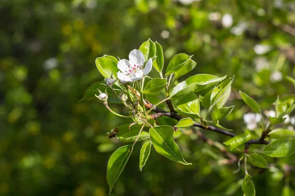 Bahar kiraz çiçeği Şubesi — Stok fotoğraf