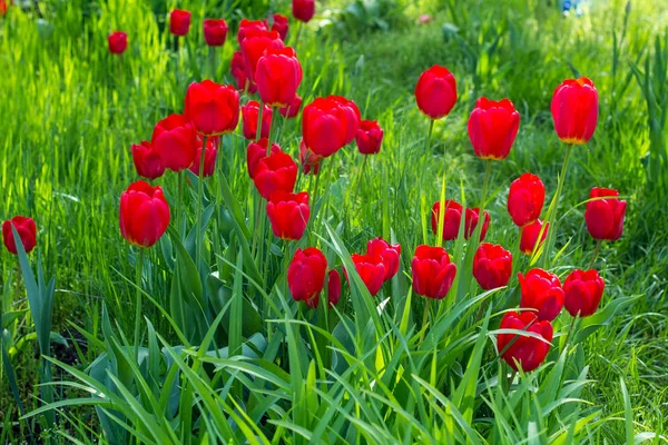 Red beautiful tulips field in spring time — Stock Photo, Image