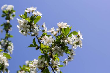 Bahar kiraz çiçeği açık Şubesi