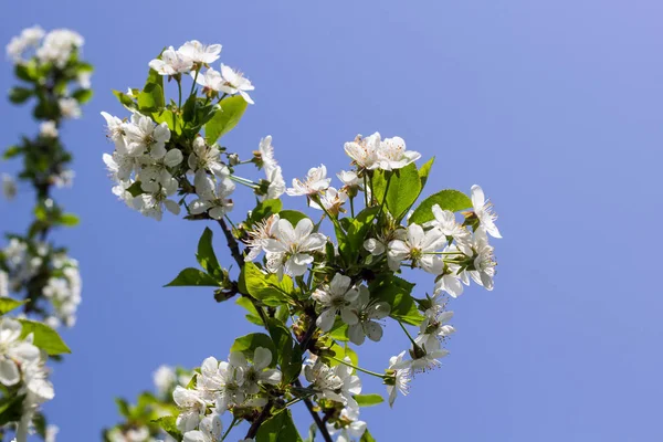 Bahar kiraz çiçeği açık Şubesi