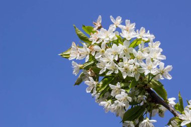 Bahar kiraz çiçeği açık Şubesi
