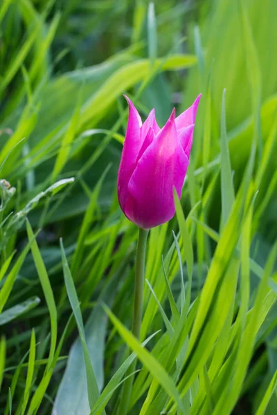Un bellissimo tulipano rosa primaverile in giardino — Foto Stock