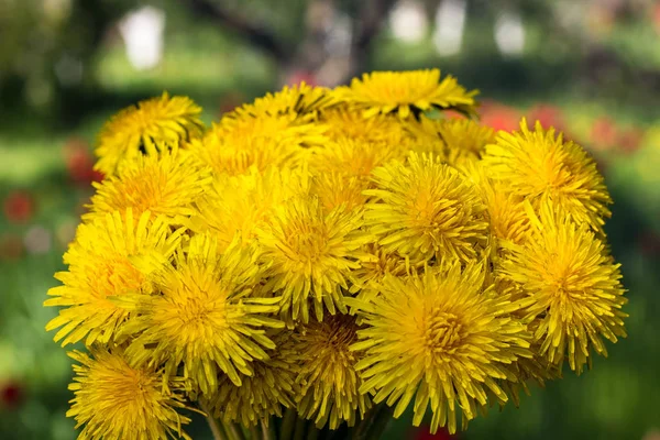 Beautiful bouquet of yellow dandelions in the shape of a ball — Stock Photo, Image