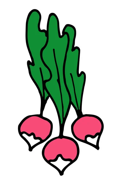 Radish vector doodle hand-drawn picture — Stock Vector