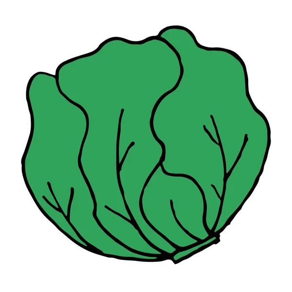 Hoofd van kool pictogram. Landbouw, landbouw, natuurlijke oogst vectorillustratie — Stockvector