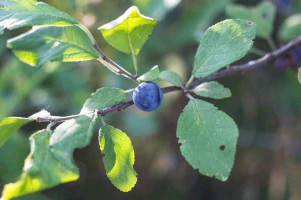 Sloe Fruit en Blackthorn Tree — Foto de Stock