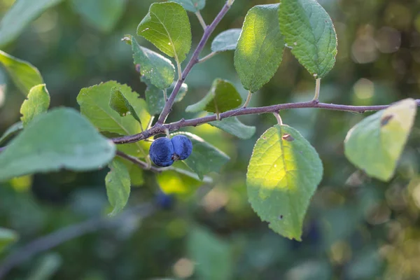 Sloe Fruit at Blackthorn Tree — Stock Photo, Image