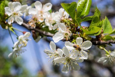 Bal arısı kiraz çiçeğinden polen topluyor.