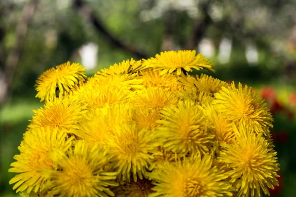 Bellissimo bouquet di denti di leone gialli a forma di palla — Foto Stock
