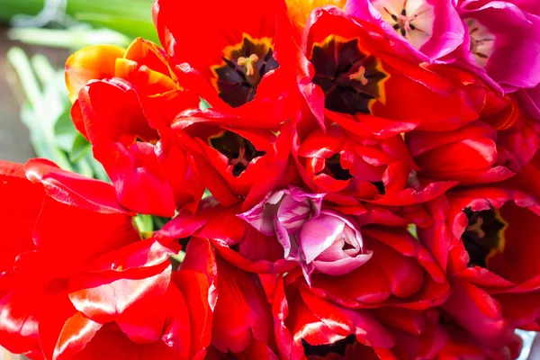 Bouquet de tulipes au printemps — Photo