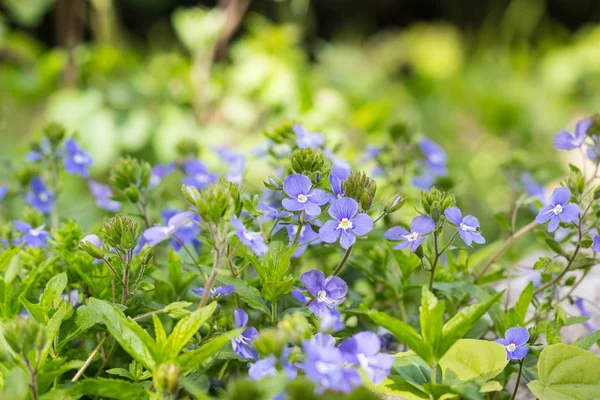 Veronica chamaedrys - petite herbe bleue printanière — Photo