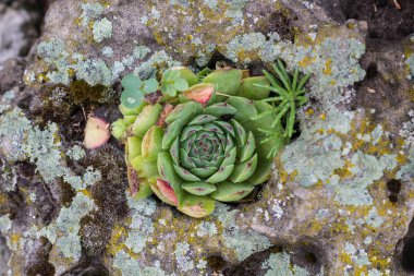 Beton taş zemin üzerine etli bitkiler
