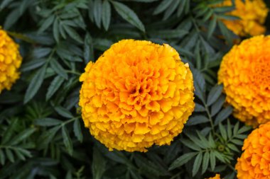 Bahçede güzel kadife çiçeği çiçek çok