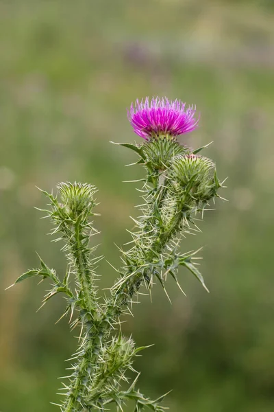 Thistle buds and flowers on a summer field