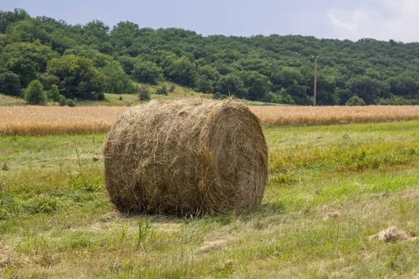 Rolls of haystack on the field, after harvesting wheat. — Stock Photo, Image