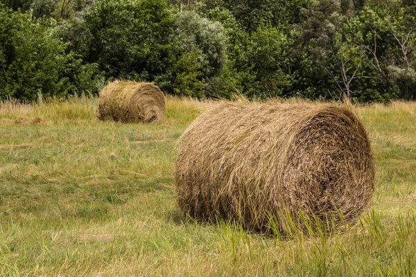 Rouleaux de meule de foin sur le champ, après la récolte du blé . — Photo