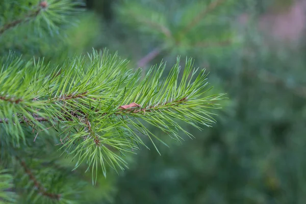 Tannenzweige aus nächster Nähe. Flachfokus. flauschige Tanne Brunch Nahaufnahme Kopierraum. — Stockfoto