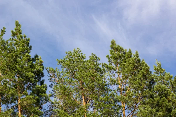 雲と青い空を背景の背の高い松の木 — ストック写真