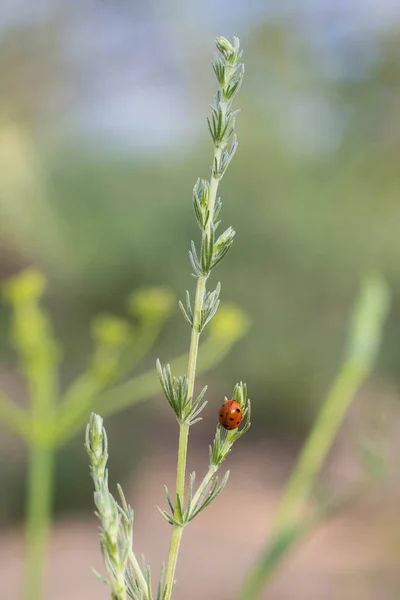 Czerwona biedronka na świeże zielone gras — Zdjęcie stockowe