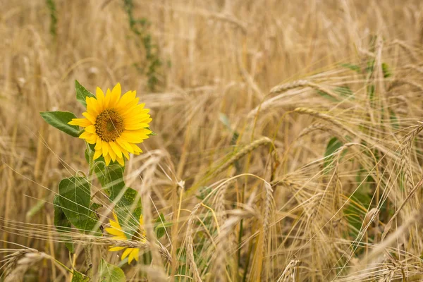 Sunflowers in the field of wheat Royalty Free Stock Photos