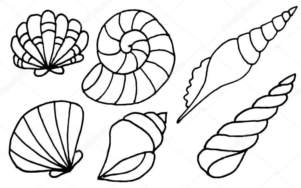 Hand drawn sea shells collection. Marine illustration for coloring books