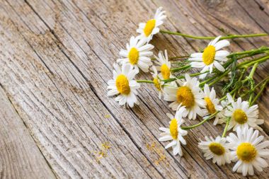 Ahşap arka planda papatya çiçekleri. Kopyalama alanı ile göster