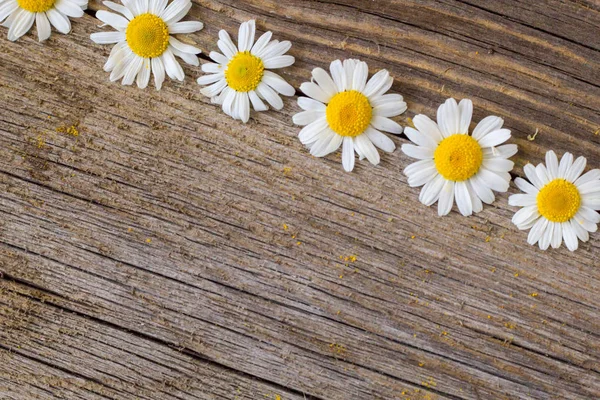 Border of daisy chamomile flowers on wooden background. View with copy space
